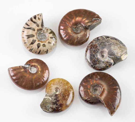 Ammonite Fossil Shell