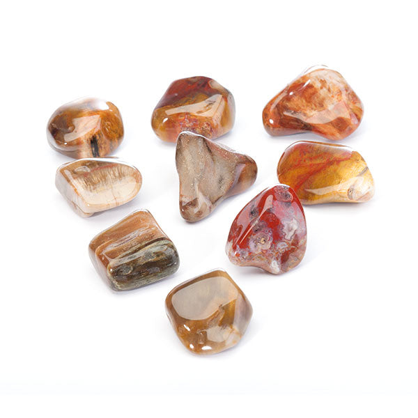 Tumbled Petrified Wood